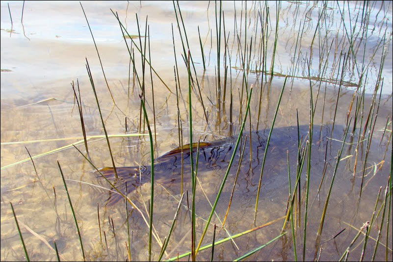 чем ловить щуку на мелких водоемах чем ловить щуку на мелких водоемах