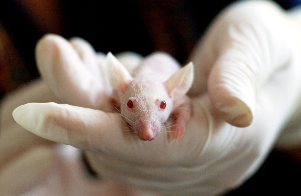 https://360tv.ru/media/uploads/article_images/2018/05/1431_animal-1554745_960_720.jpg