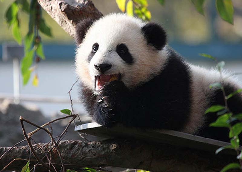 animals 161 � ��� ����������� ������