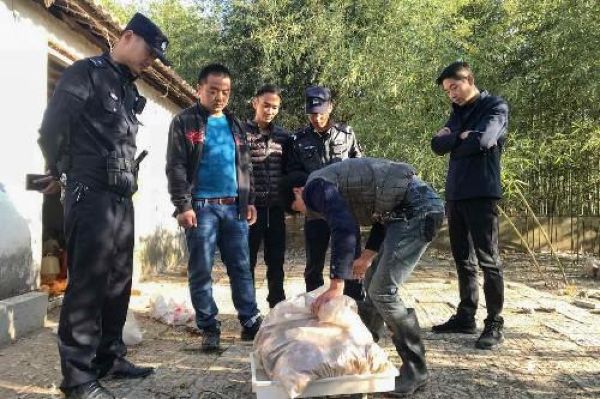 Хаски порешил более 600 соседских куриц за одну ночь Хаски порешил более 600 соседских куриц за одну ночь