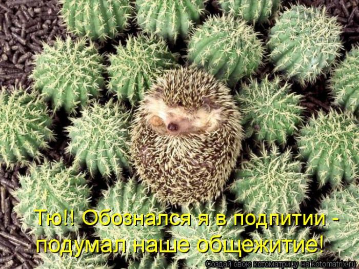 ����������� (49 ����)