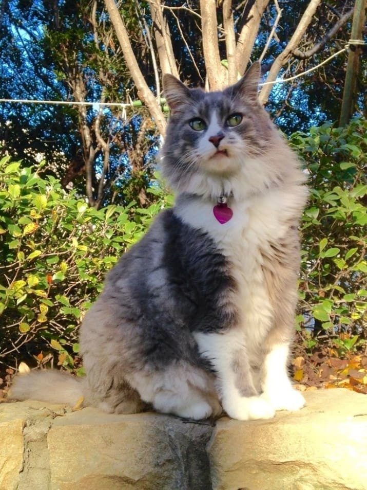 Кошачье лето