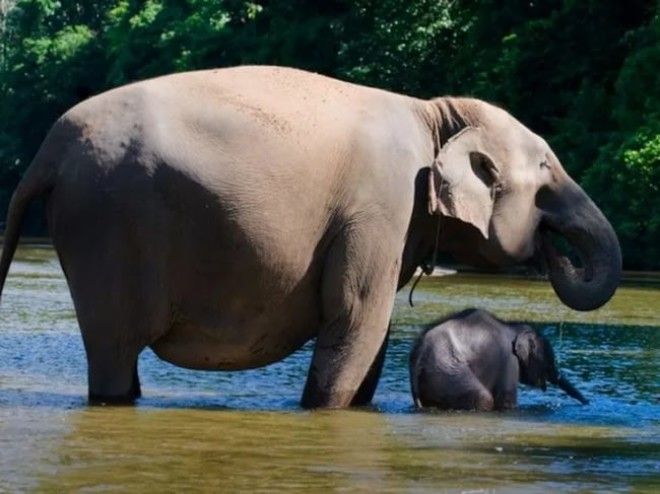 Беременность — она такая: самые очаровательные животные Беременность — она такая: самые очаровательные животные