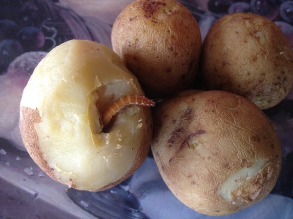 Картошка с "мясом" Картошка с "мясом"
