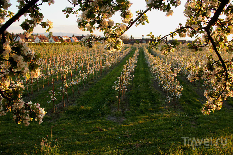 Bodensee,  /   