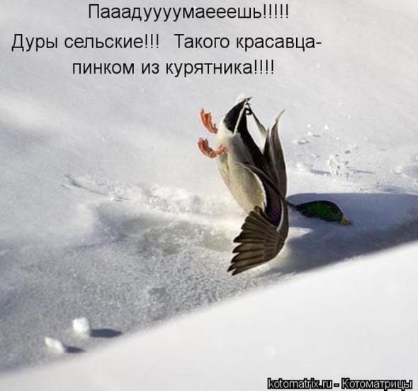 Котоматрицы (картинки с надписями)