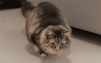КОТЕЙКИ НА НИЖНЕМ СТАРТЕ. оГИФические. КОТЕЙКИ НА НИЖНЕМ СТАРТЕ. оГИФические.