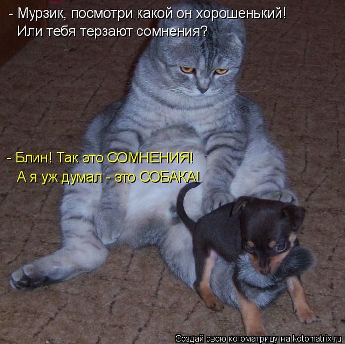 Лучшие котоматрицы недели (50 фото)