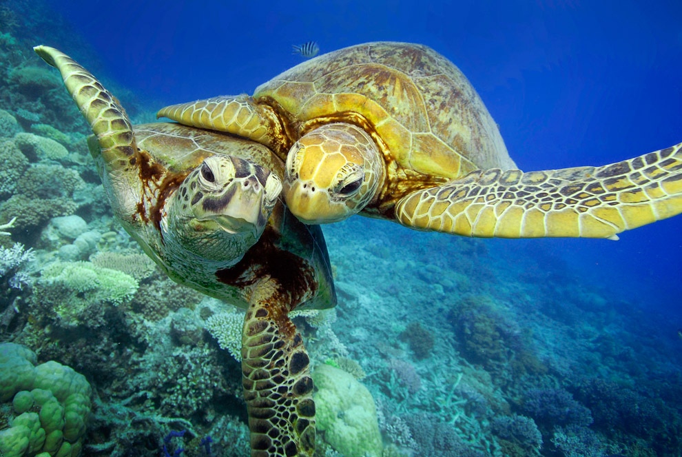 zelyoniecherepaxi 4 Зелёные черепахи на Большом Барьерном рифе