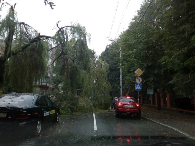 Из-за мощного штормового ветра в Петербурге закрыли сады и скверы