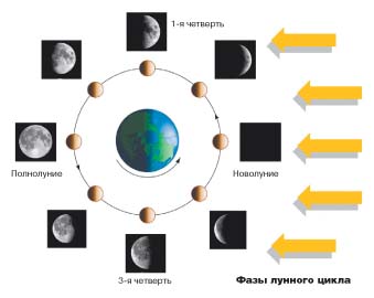 114. Лунные циклы и клев рыбы 114. Лунные циклы и клев рыбы