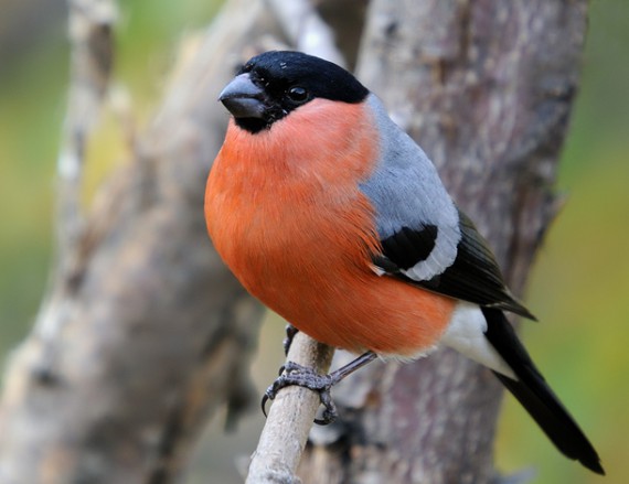 �� ������� �������...