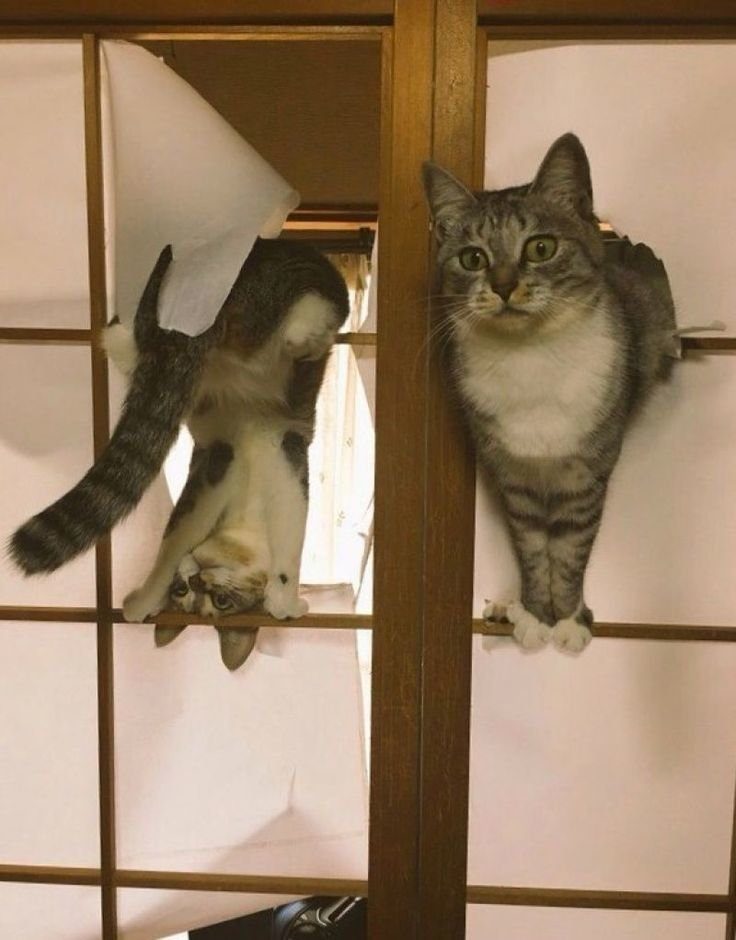 Ох, уж эти кошки!) Ох, уж эти кошки!)