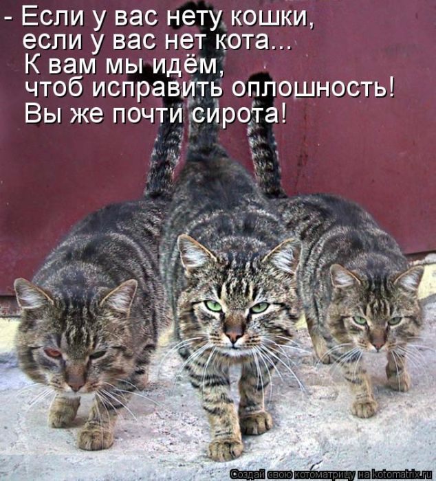 Лучшие котоматрицы недели (50 фото)