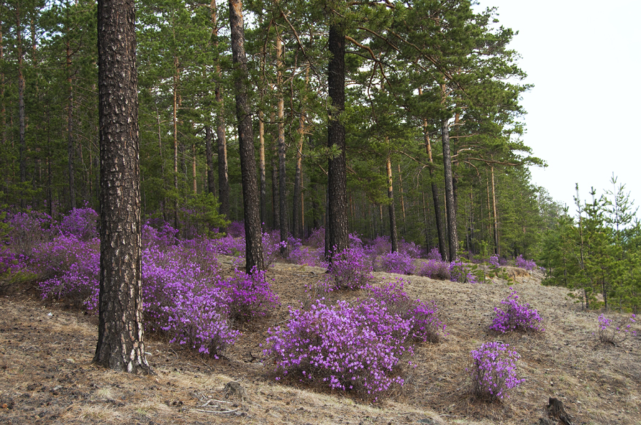 Цветение багульника purple22 Цветение багульника удивительное и чудесное зрелище