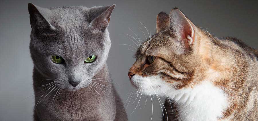 https://wiki4pets.org/wp-content/uploads/2015/03/two_cats_at_home.jpg