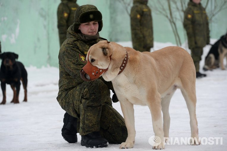 Собаки на богослужении