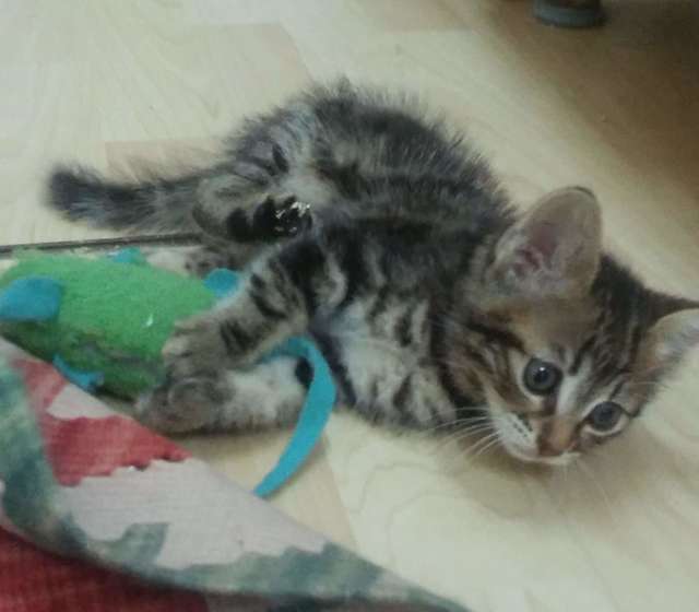 помощь маленькому котенку котенок играет