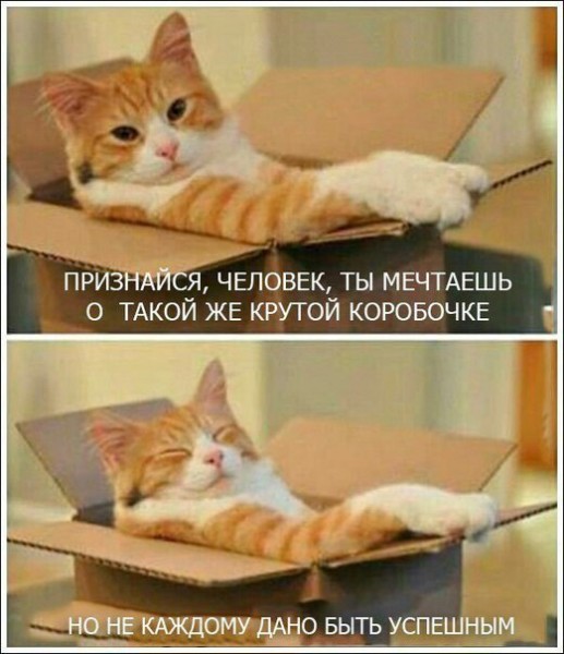 Осенние пятничные котики Осенние пятничные котики
