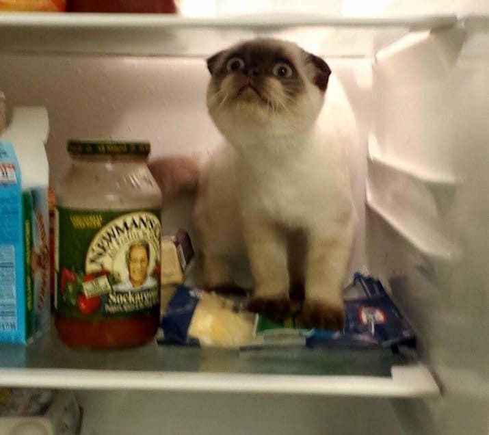 Кошачье лето