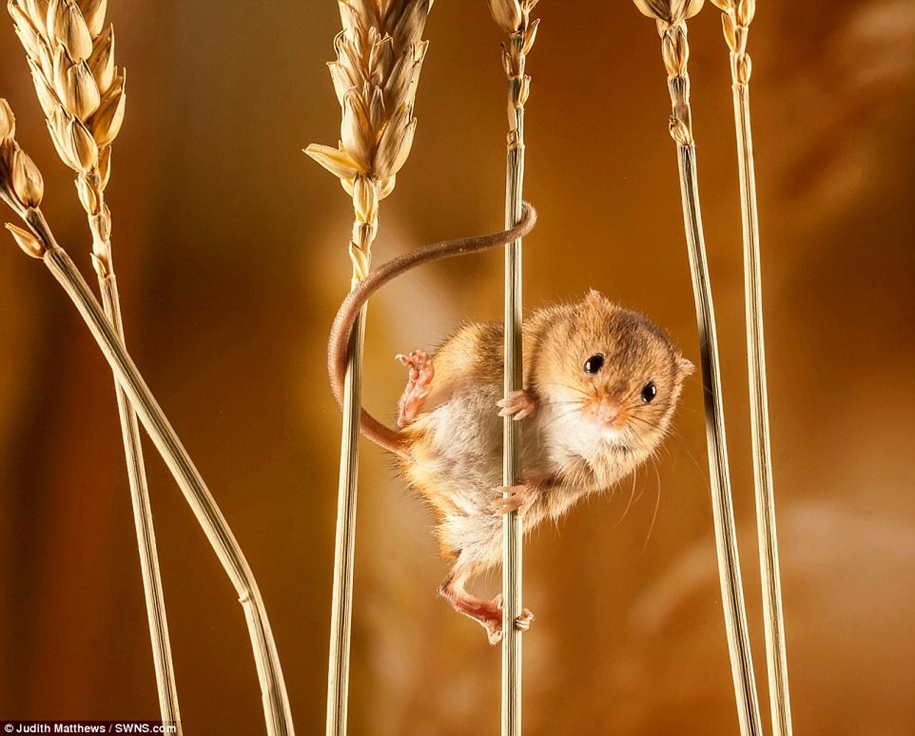 Победители конкурса фотографий животных Creatures Great and Small Победители конкурса фотографий животных Creatures Great and Small