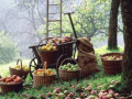 Сентябрьское яблоко: 20 рецептов, которые помогут справиться с щедрым урожаем