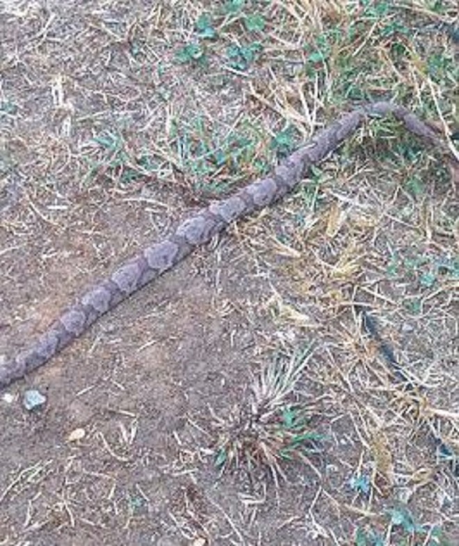 Змея во дворе Змея