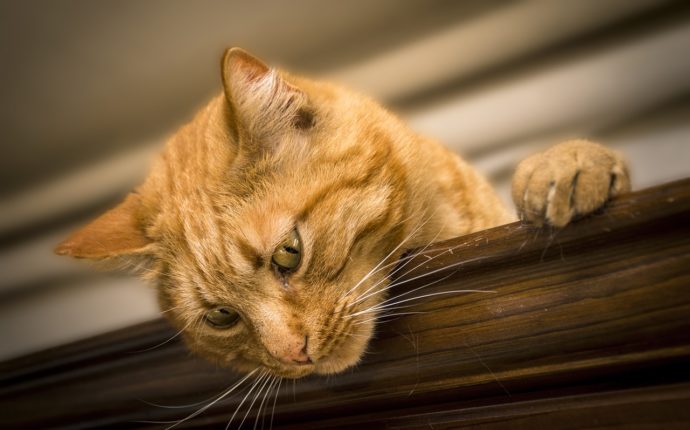кошки здоровья у кошек