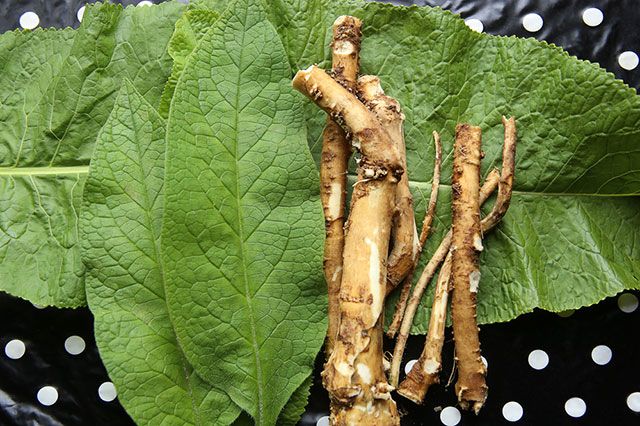 Образцовый хрен: как получить вкусные корешки?