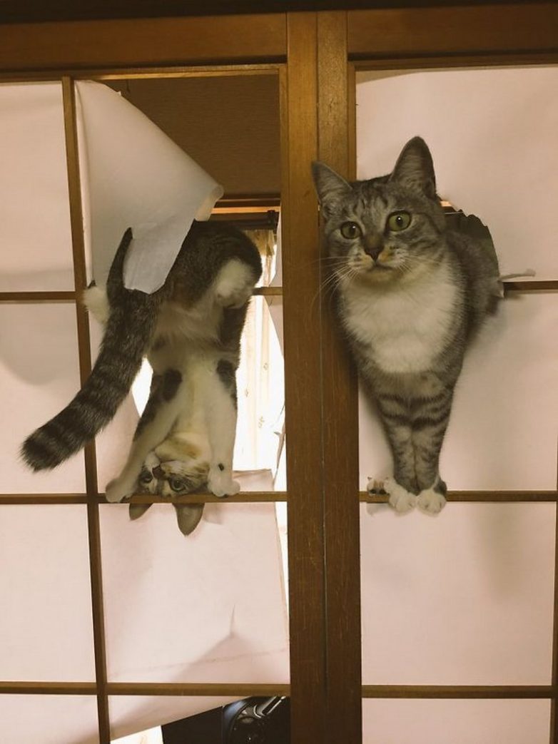 Номинанты на звание самого бестолкового кота года)) Номинанты на звание самого бестолкового кота года))