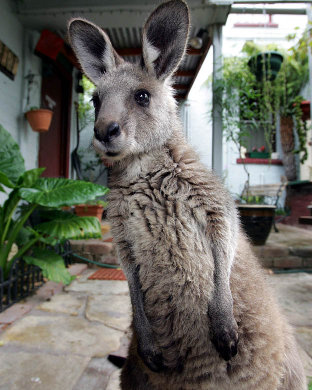 animals 191 � ��� ����������� ������