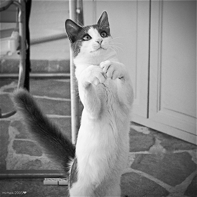 Коты прямоходящие Коты прямоходящие