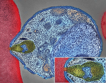 malaria parasite