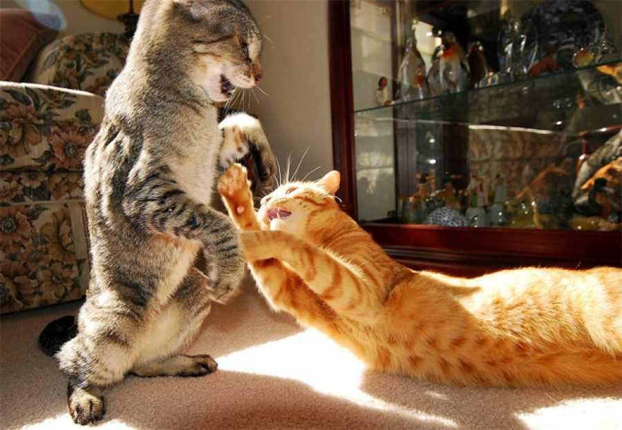 https://aroundpet.ru/wp-content/uploads/pochemu-derutsya-koshki.jpg