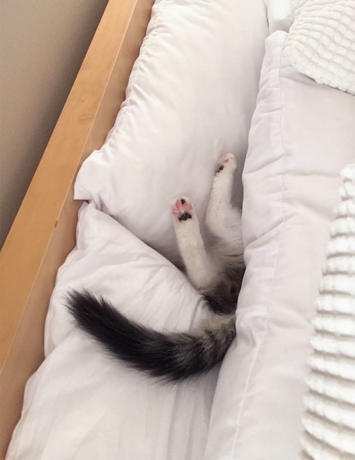 Кошачье лето