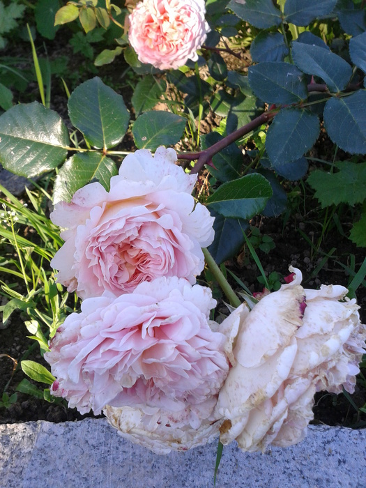 Фото-0255 (525x700, 196Kb)