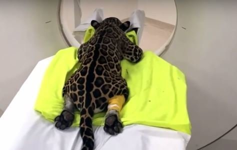 Парализованного ягуара нашли в джунглях без мамы и надежды в глазах… Парализованного ягуара нашли в джунглях без мамы и надежды в глазах… животные, кошки, новость