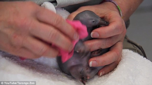 The baby animal was taken to Taronga Zoo in Sydney to be cared for