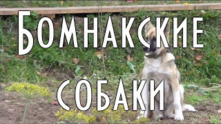Бомнакские охотничьи собаки