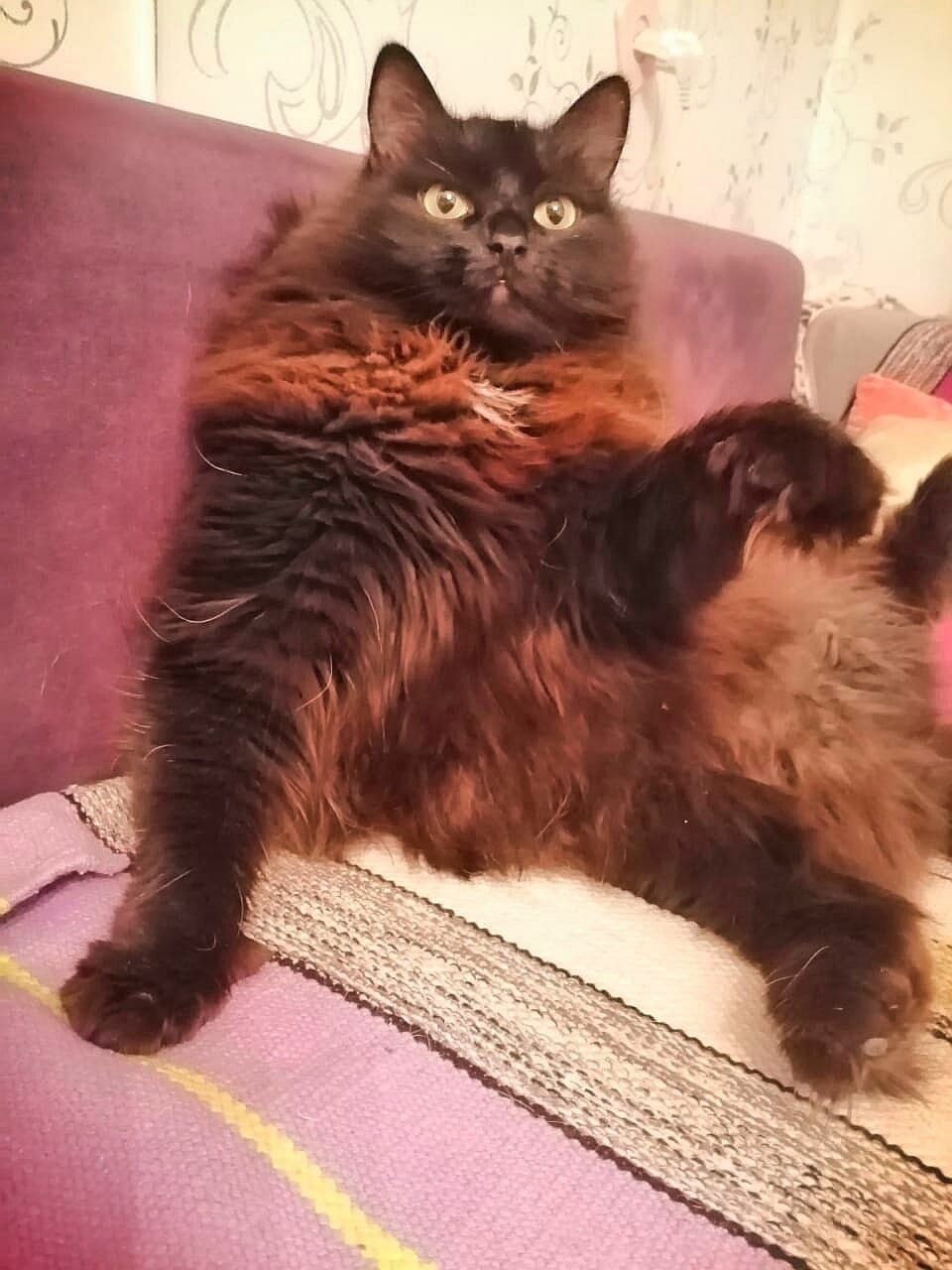 дом для кота кот на диване