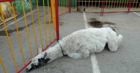 Лагерь смерти для животных: приехавший в Рязань передвижной зоопарк шокировал всех Лагерь смерти для животных: приехавший в Рязань передвижной зоопарк шокировал всех