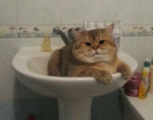 Кошачье лето