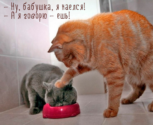 Картинки этих смешных котов развеселят вас за 1 минуту Картинки этих смешных котов развеселят вас за 1 минуту
