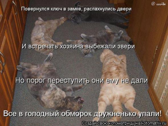 Котоматрицы (картинки с надписями)
