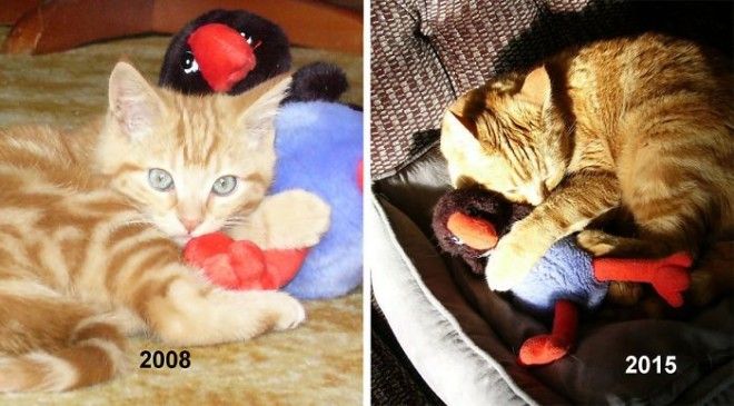 20 домашних животных, которые любят свои игрушки так же, как в детстве 20 домашних животных, которые любят свои игрушки так же, как в детстве