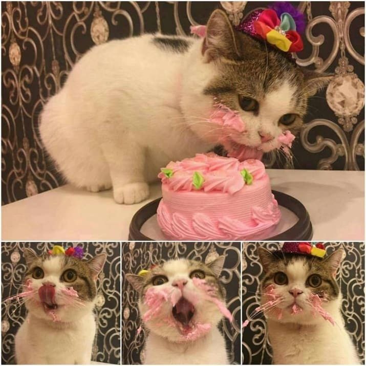Кошачье лето