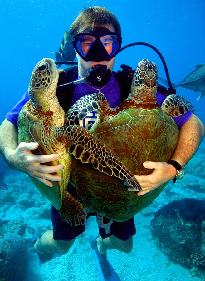 zelyoniecherepaxi 10 Зелёные черепахи на Большом Барьерном рифе