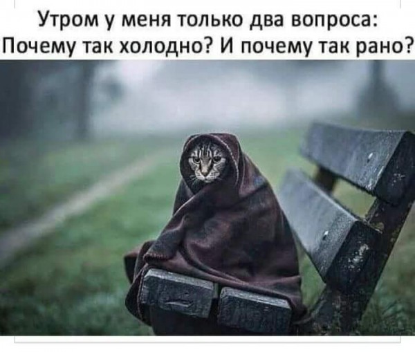 Осенние пятничные котики Осенние пятничные котики