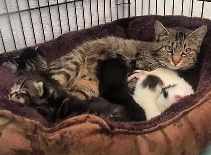 кошка заботится о котятах кошка и котята