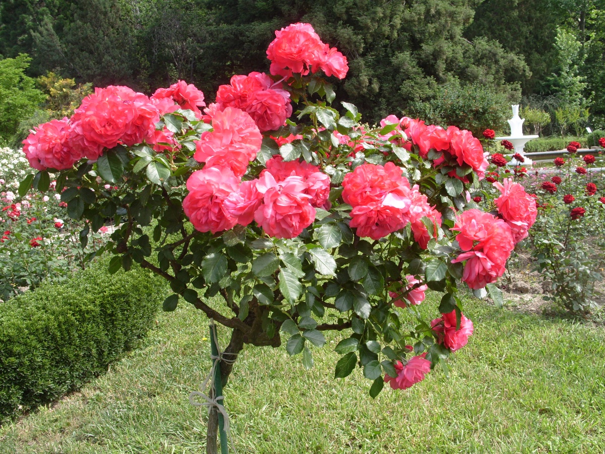 Романтическая роза Rosarium Uetersen Романтическая роза Rosarium Uetersen